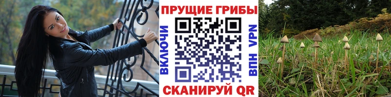 Купить где  Костомукша  Псилоцибиновые грибы GOLDEN TEACHER 